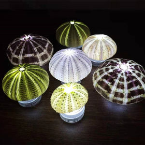 Natural Shell Decorative Lampshade Living Room Decoration Desk Top Ornament Childrens Gift Cute Landscape Creation