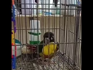 Magnifica Tumbling Toy for Pet Birds (Set of 3)