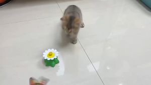 Mainan kucing chaser elektrik burung kupu kupu putar otomatis 360°