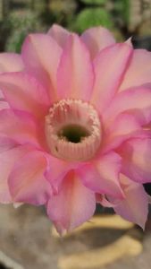 Echinopsis อิชินอปซิส ดอกสวยแบบฉ่ำ ราคาดี ควรค่าสะสม