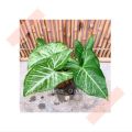 (GG real plant) syngonium green star ^  podophyllum arrowhead pokok keladi hiasan rumah indoor house ps. 
