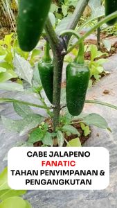 Benih Cabe Jalapeno Hibrida Fanatic 5 gram Known You Seed  Tahan Penyimpanan & Pengangkutan
