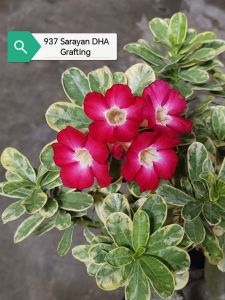 Adenium Obesum Bonsai ID 937 Sarayan Dha Grafting 富贵花