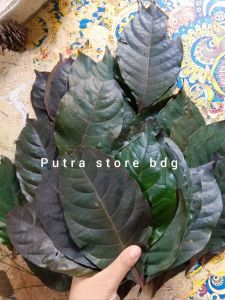 Daun handelem / daun ungu segar per 65 lembar