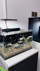 Hồ cà úp ngược hồ cá bay Box Voonline trang trí bể cá (12x13x19cm)