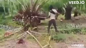 เครื่องตัดปาล์มน้ำมัน หัวเกียร์แทงปาล์ม เสียม เคียว ใบเลื่อยเปลี่ยนหัวได้ ความยาวรวมคน 4.80ม. สินค้าขายดีมีอนุสิทธิบัตรไทยนต์การเกษตร