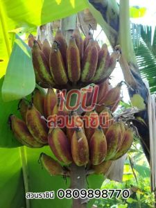 น้ำว้าดำ หน่อกล้วย ของแท้ ของจริง ไม่ต้องวัดดวง 1 หน่อ