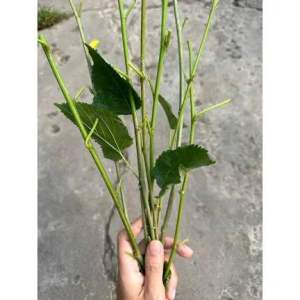 Combo 3 nhánh dâu tằm dài 15cm ghim vào đất là lên cây quả dâu tằm giàu vitamin C lá dâu tằm dùng làm thức ăn cho tép cảnh