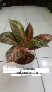 Aglonema Red Sumatera Warna-Warni Tanaman Hias Rumah