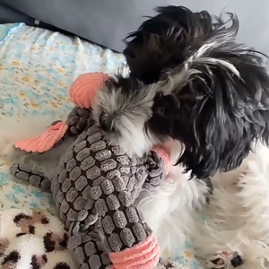 ของเล่นตุ๊กตาเคี้ยว ของเล่นหมา ของเล่นเคี้ยว ของเล่นสัตว์เลี้ยง กัด บีบมีเสียง ทนทาน ตุ๊กตากัดเล่น สามารถทำเสียงได้ มีเสียงในตัว ทําความสะอาดฟัน ที่ทนทาน คลายเครียด COD ส่งของในไทย