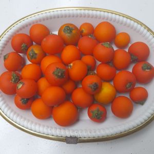 Terong pari atou Bibit terong liar terong pari terong berduri merah tua per 250 grm