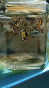 Guppy Yellow Tiger 2 Pairs Ikan Hidup Akuarium Live Fish aquarium