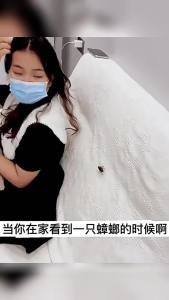 ของในสต็อก โรงงานอี้หวู่ เหยื่อกำจัดแมลงสาบ เจลฆ่าแมลงสาบ เหยื่อฉีดเข็ม กำจัดแมลงสาบ แมววิเศษเพื่อนบ้าน