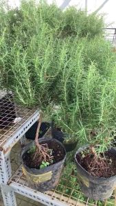 Hương Thảo Bonsai JUN GARDEN Size 100cm