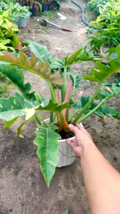 Cây Kiểng Lá Cung Đàn Var - Cây Cảnh Đẹp Sang Trọng Dễ Trồng Trang Trí Nhà Cửa Ban Công Sân Vườn Văn Phòng
