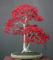 Amefurashi 4 Biji Benih Red Maple Tree Red Maple Pohon Maple Unik. 