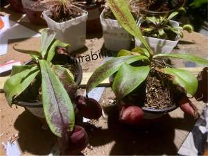 Nepenthes different variety)