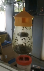 10pcs Fruit Fly Attractant Liquid / Drosophila Attractant 2ml