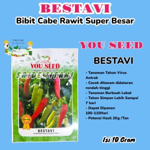 Bibit Benih Cabe Super Besar Tahan Virus BESTAVI 10 Gram You Seed