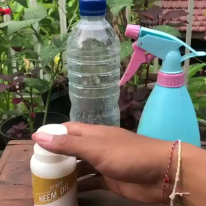 NEEM OIL DAUN MIMBA / PEMBASMI SERANGGA DAN JAMUR INFARM EKSTRAK ORIGINAL
