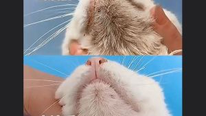 Kem làm sạch & khăn ướt lau cằm đen lông dầu và ố vàng cho Mèo mẫu mã mới - Love pets shop