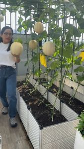 Ống thép bọc nhựa phi 11 dài 180cm  làm giàn leo chính hãng Daim  khung trồng cây cắm chống đỡ cho cây