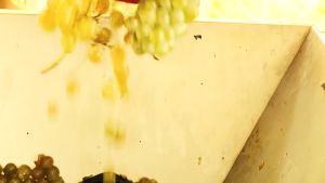 GOURMET 1x 750ml NATENADZE MESKHURI QVEVRI WHITE WINE - NATURAL WINE FROM WILD GROWING NATIVE GRAPES VARIETAL DISCOVER IN GEORGIAN FOREST