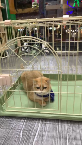 Lồng đơn 1 tầng cho cún và mèo