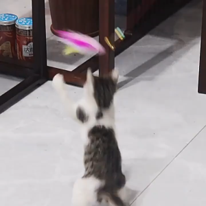 ไม้ตกแมวแบบสปริง ของเล่นแมว ไม้ล่อแมว ไม้ตกแมว แบบลวดสลิง (พร้อมส่ง) CW54