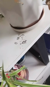 ✨No Ants Left✨Ants Killer Bait 0.5%Dinotefuran Termites Killer Effective