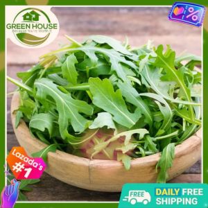 Green House® - Rare Italian Arugula Rocket Seeds for Planting Vegetable Plants (200 Seed) incl. Planting Instructions