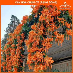 (Ảnh cuối) Combo 2 cây chùm ớt 45cm hoa chùm màu cam sai hoa cây leo vòm cổng hàng rào ban công