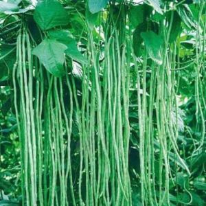 biji kacang panjang kanton tavi kemasan repack | MURAH | COD