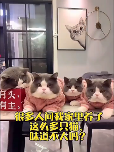 Pet Deodorant Spray Biological Enzyme Spray Deodorizing for Cats and Dogs Deodorizing for Pets Antibacterial Spray 500ml