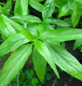 Daun kelingsir fress 50gram