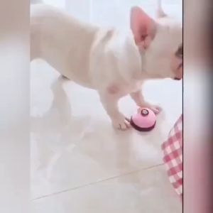 Max1 เล่นหมา กริงกด กระดิ่งฝึกสุนัข และ แมว กริ๊งๆ กระดิ่งฝึกสัตวเลี้ยง ของเล่นหมา Pet Training Bell ราคาที่สุด