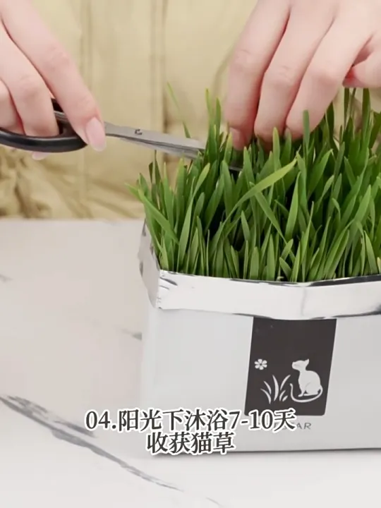 10 อันดับหญ้าแมวและขนมหญ้าแมวที่ดีที่สุดสำหรับน้องเหมียว อัปเดตปี 2025