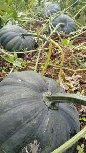 SULIT PACK! KALABASA (10 SEEDS) - ROSALINDA F1 VARIETY/ EASY TO GROW/ MORE HARVEST/ MORE INCOME