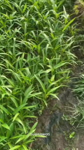 Benih Kangkung Unggul SEMILIR 1 kg Panen Melimpah Cap Bunga Matahari Sejenis Serimpi Mudah Dirawat