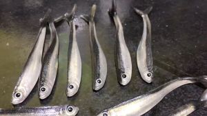 ปลาซิวยาง เหมือนจริงเนื้อยางนุ่ม เหยื่อตกปลาช่อน กระพง ขั้นเทพ พร้อมส่งจากไทย