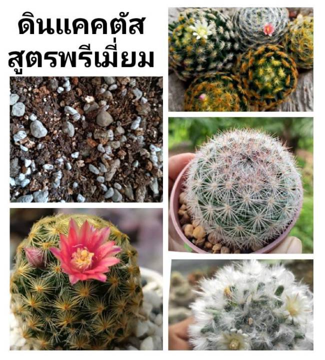 ดินปลูกแคคตัสสูตรพรีเมี่ยม โปร่งมาก คุณภาพสูง