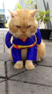 Baju Kucing Karakter Super Hero Superman Lucu Gemes