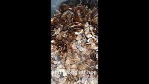 500gram hạt giống cây lát hoa