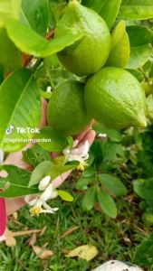 2kg Agro Farm Citrus Fertilizer/Baja Buah Limau/Baja limau kasturi/Baja Limau Purut/Fertilizers for fruits