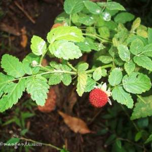 Bibit buah arben hutan - arbei - raspbery - tanaman mulai langka