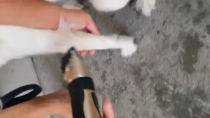 Pet Shaver Kit - Heavy Duty Clipper for Dog & Cat Hair Rechargeable