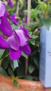 Tinh Dầu The Hair Lab Moisturizing And Hair Care Oil Treatment Giúp Phục Hồi Tóc Khô Sơ Hư Tổn 50ml