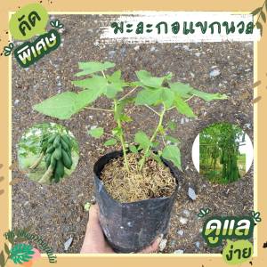 ต้นมะละกอของแขกนวล ต้นเตี้ย ลูกดก ดูแลง่าย ผักสวนครัว ผักสวนครัวปลูกง่าย ผักสวนครัวพร้อมปลูก