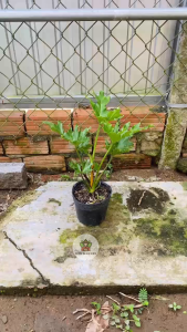 Cây Trầu Bà Thanh Xuân (Size nhỏ) - Tổng thể cao tầm 25-35 cm - Kiểng lá sang trọng!