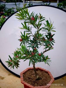 M9 RedBud Podocarpus Bonsai Plant四季红罗汉松